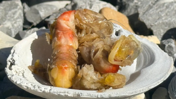 Ghost Shrimp Pumping System. How to Find and Catch Ghost Shrimp